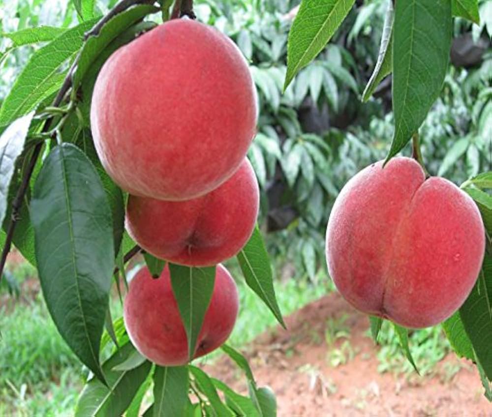 Red flat peach (Peento saucer) tree grown from seeds with flattened, juicy red fruits